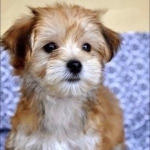 Meet your Posher, Alyssia